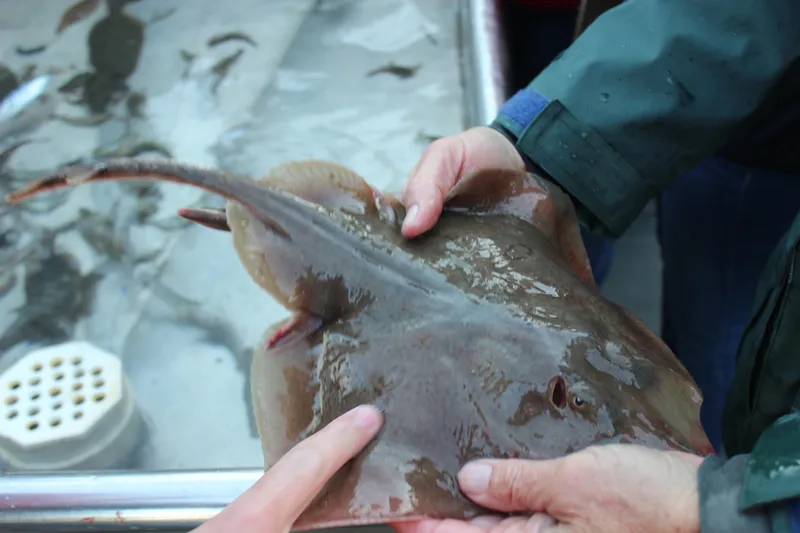 California Ray (Beringraja inornata)