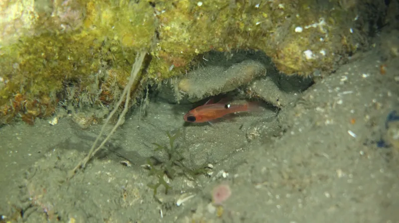 Whitestar Cardinalfish (Apogon lachneri)