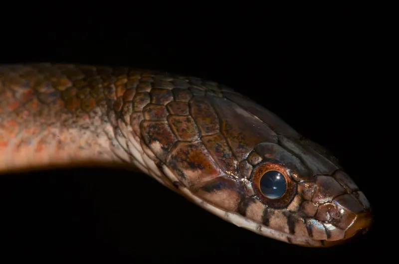 Marsh Snake (Natriciteres fuliginoides)