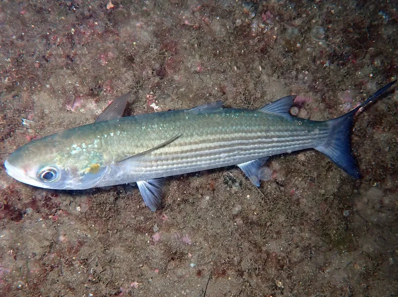 Golden Grey Mullet (Chelon auratus)