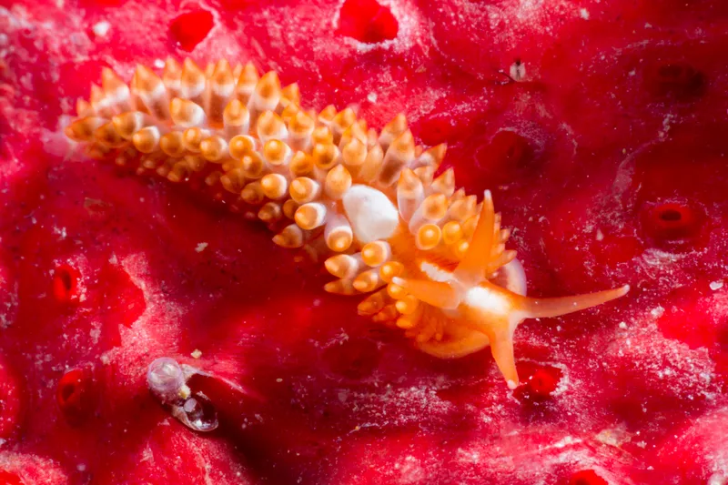 Irene's Aeolid (Anteaeolidiella ireneae)