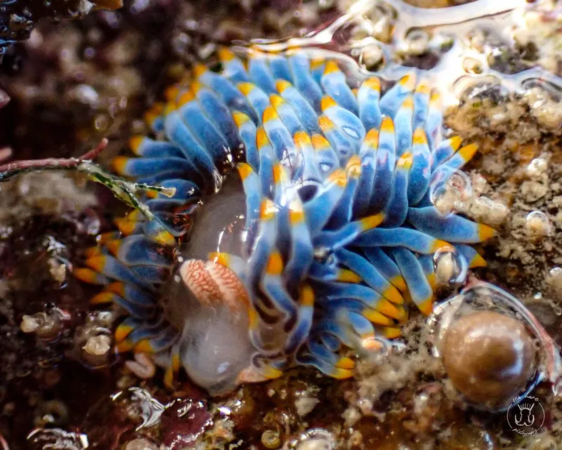 Berghia coerulescens