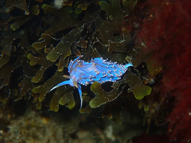 Slender Facelina (Facelina auriculata)