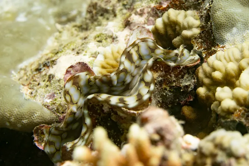 Fluted Clam (Tridacna squamosa)