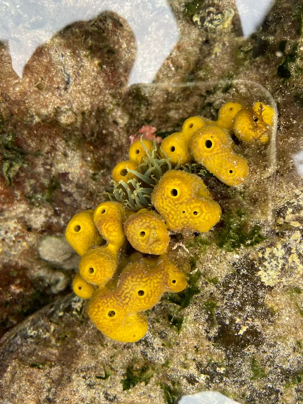 Aureate Sponge (Aplysina aerophoba)