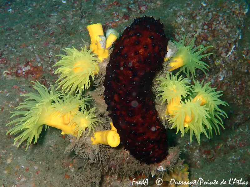 Yellow Tree Coral (Dendrophyllia cornigera)