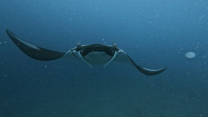 Giant Manta Ray (Mobula birostris)