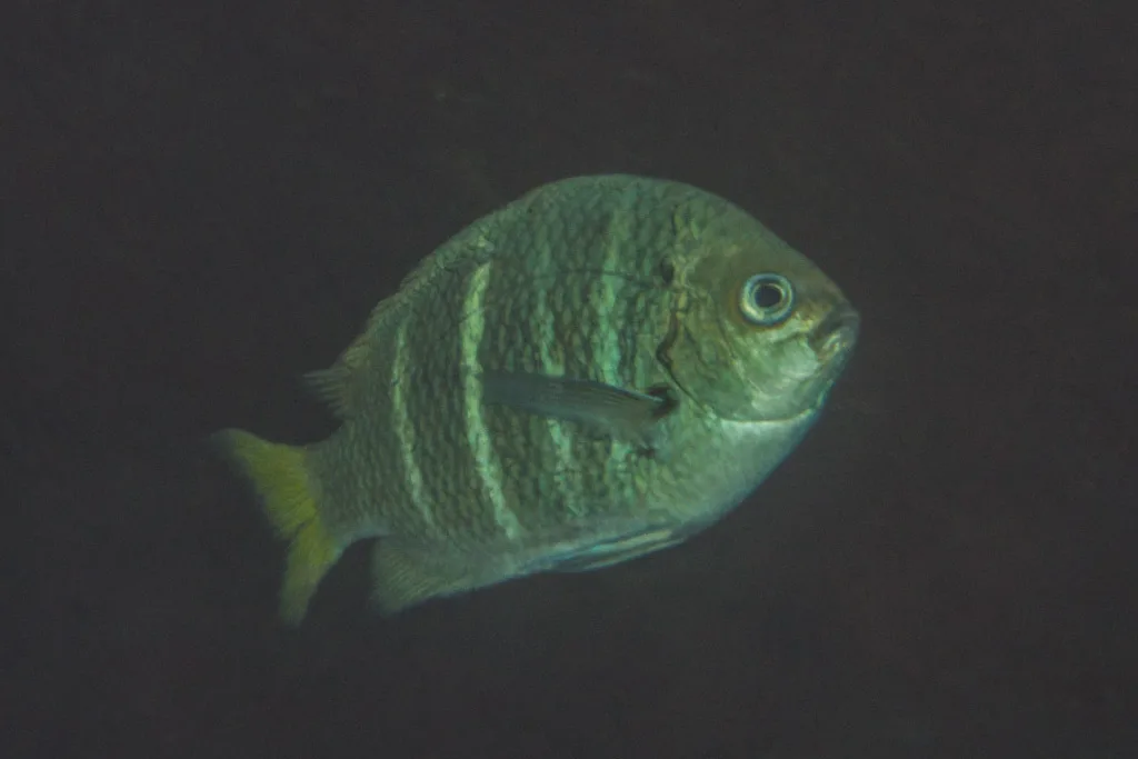 Yellowtail Sergeant (Abudefduf notatus)