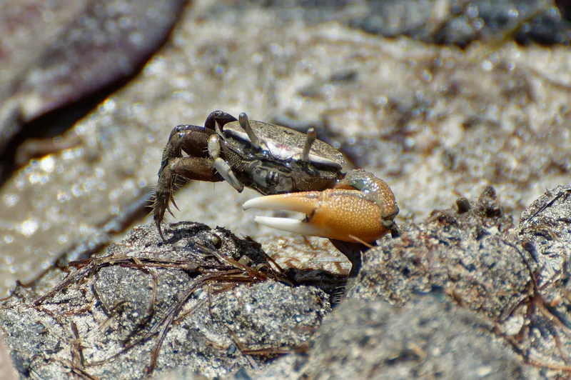 Burger's Fiddler Crab (Minuca burgersi)