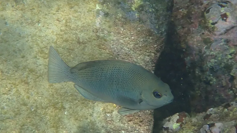 Largescale Blackfish (Girella punctata)