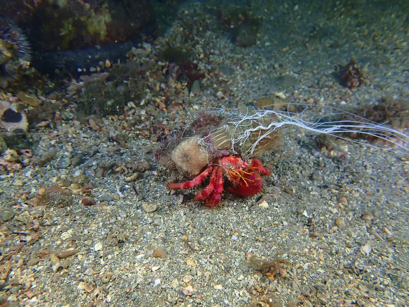 Great Red Hermit Crab (Dardanus calidus)