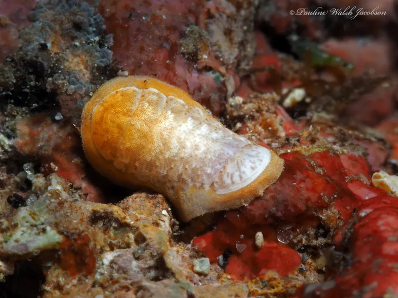 Multiringed Chiton (Ischnochiton hartmeyeri)