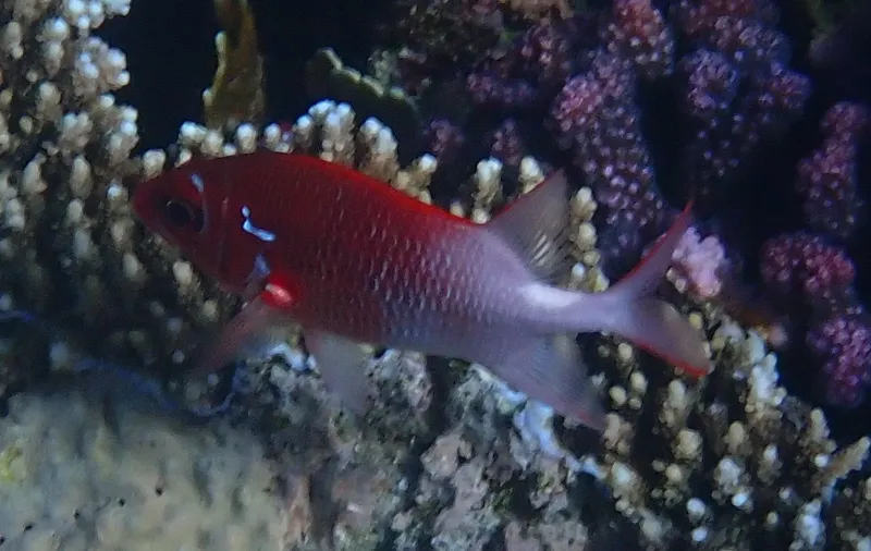 Silverspot Squirrelfish (Sargocentron caudimaculatum)