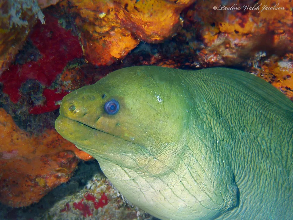 Green Moray (Gymnothorax funebris)