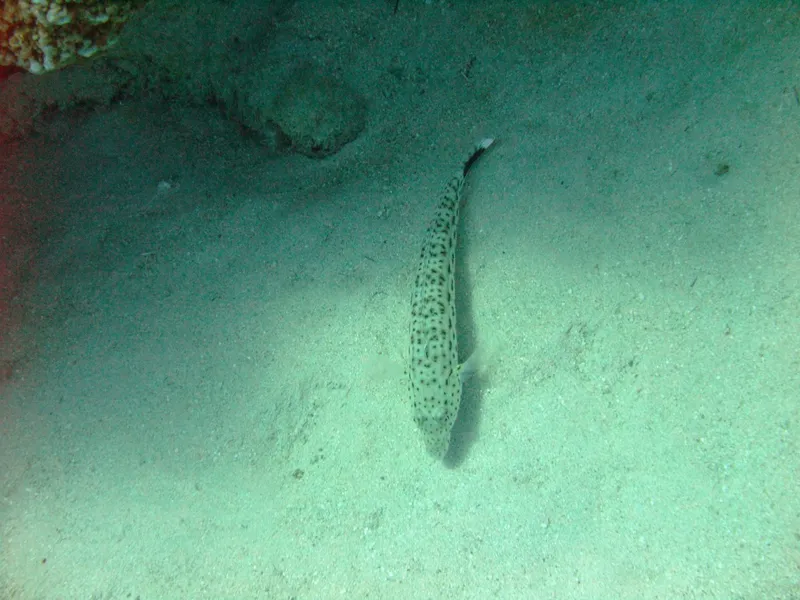 Spotted Sandmelt (Parapercis hexophtalma)