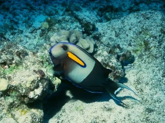 Gendarme Fish (Acanthurus olivaceus)