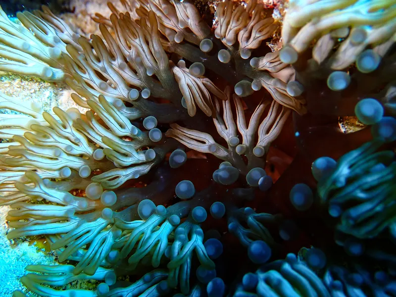 Branching Anemone (Lebrunia neglecta)