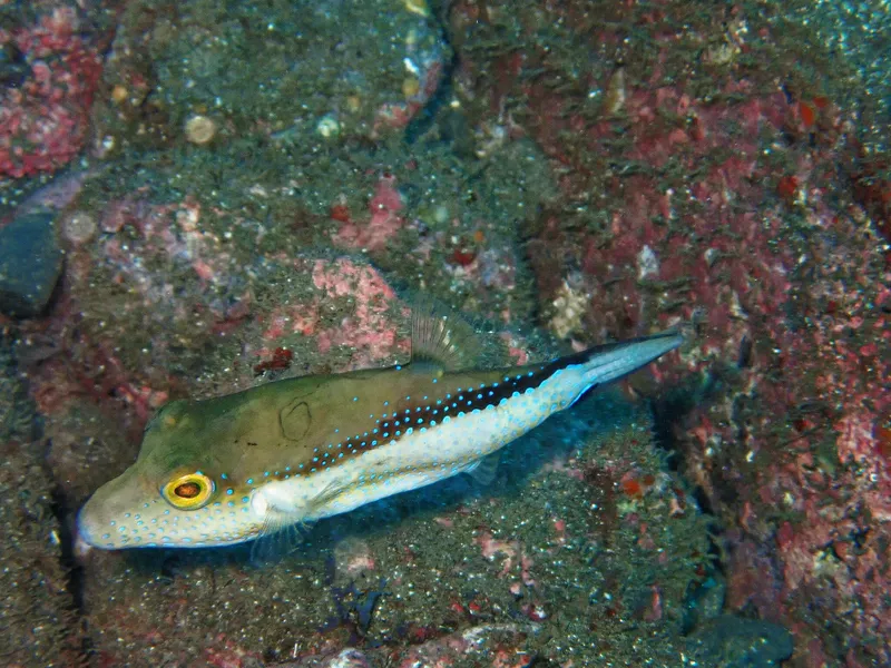 Toby (Canthigaster capistrata)