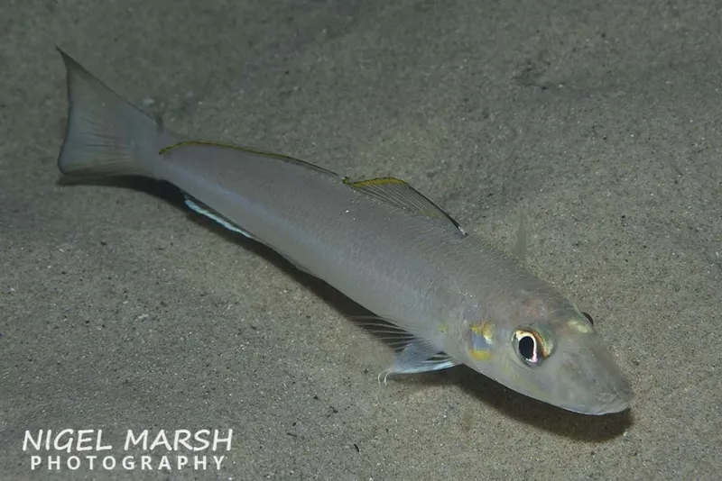 Stout Whiting (Sillago robusta)