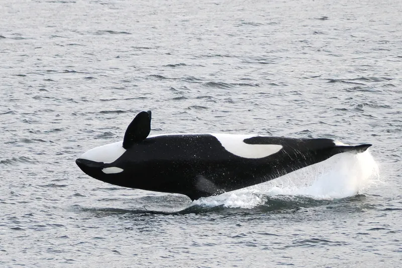 Grampus (Orcinus orca)