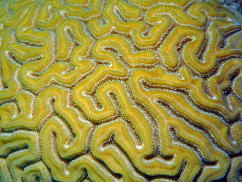 Brain Coral (Diploria labyrinthiformis)