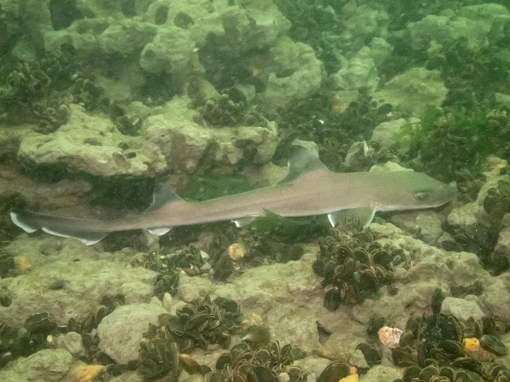 Smooth Hound (Mustelus mustelus)