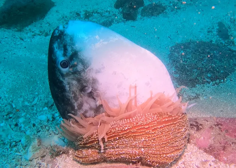 Ocean Sunfish (Mola mola)
