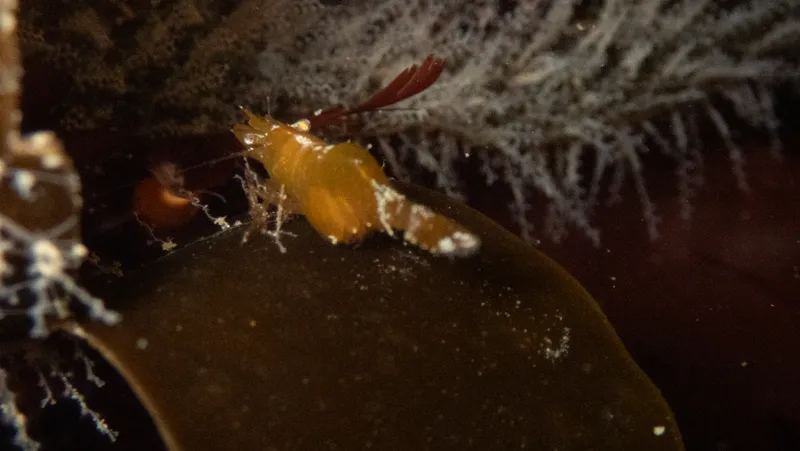 Chamaeleon Prawn (Hippolyte varians)