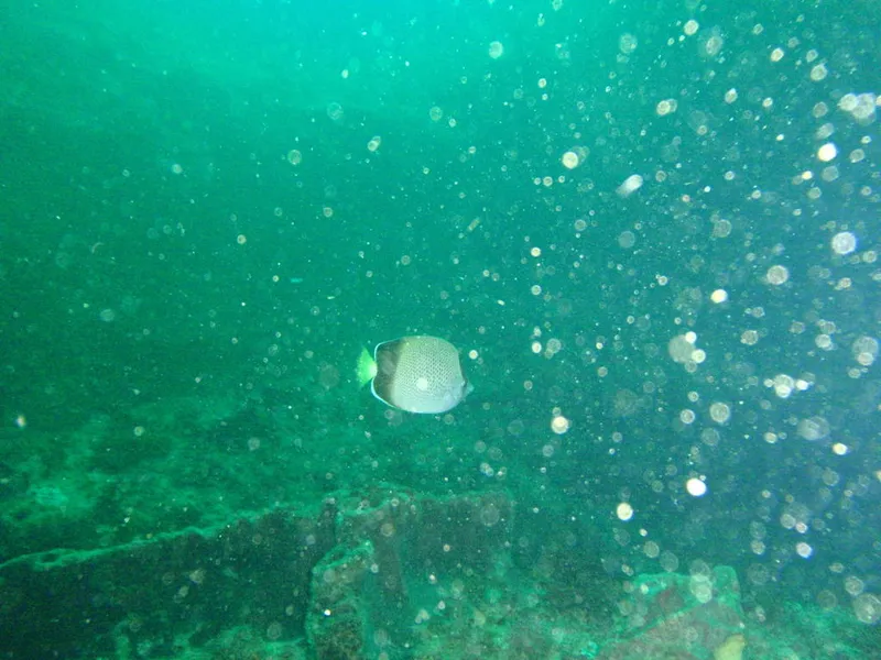 African Butterflyfish (Chaetodon dolosus)
