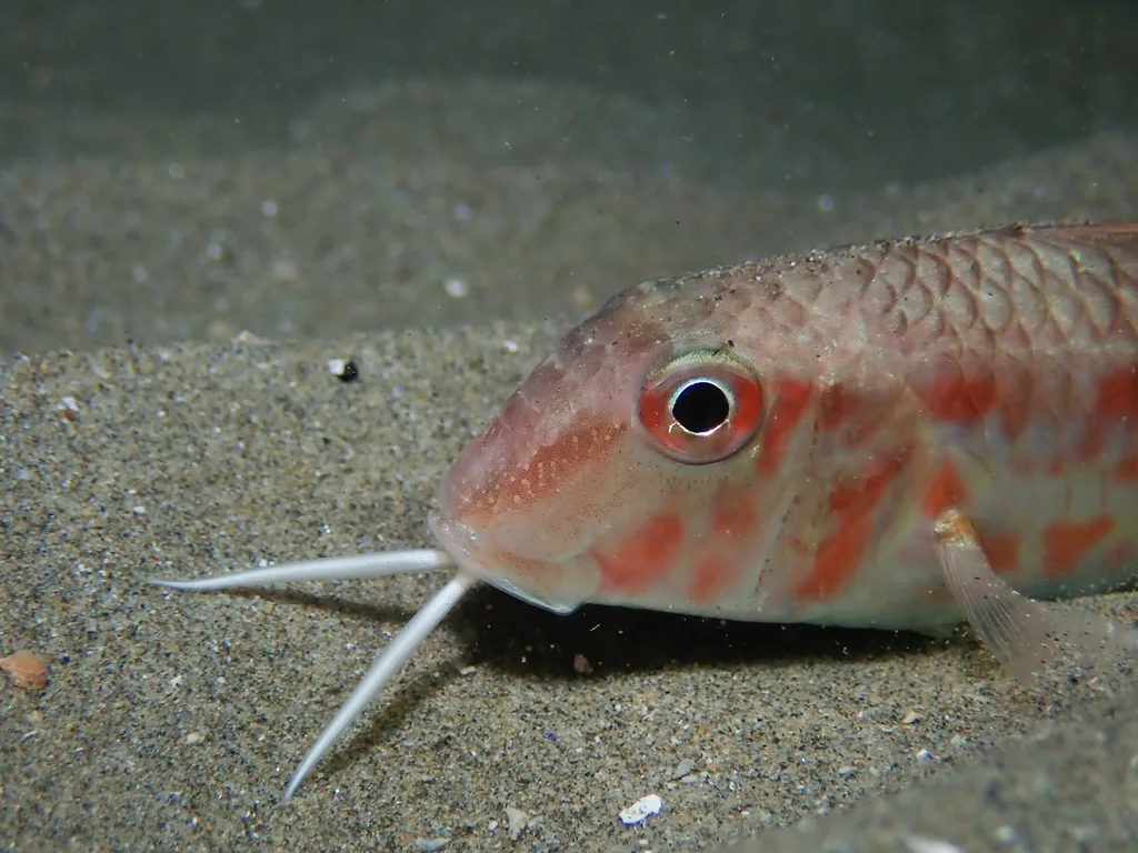 Red Mullet (Mullus barbatus)