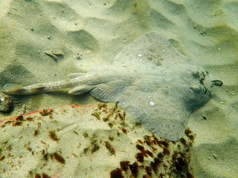 Denticulate Skate (Dentiraja lemprieri)