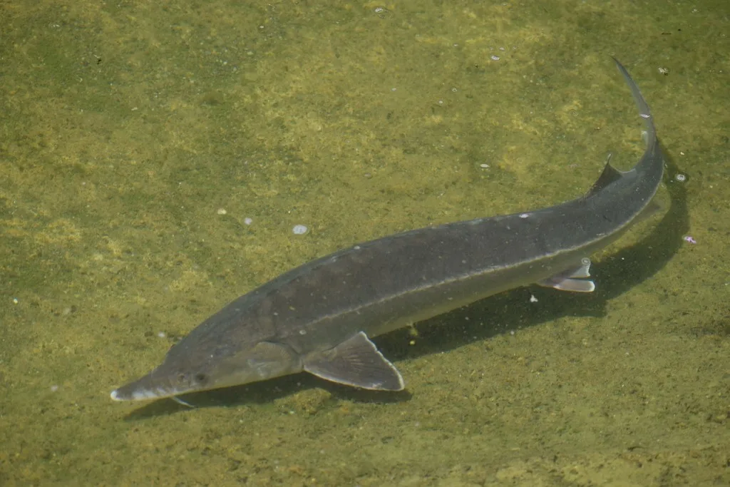 Sterlet (Acipenser ruthenus)