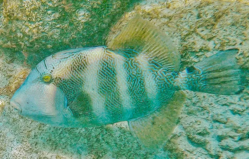 Blunthead Triggerfish (Pseudobalistes naufragium)