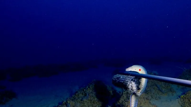 Moray (Gymnothorax elegans)