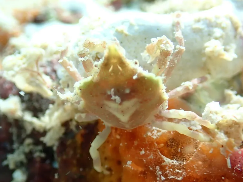 Variegate Spider Crab (Epialtus bituberculatus)