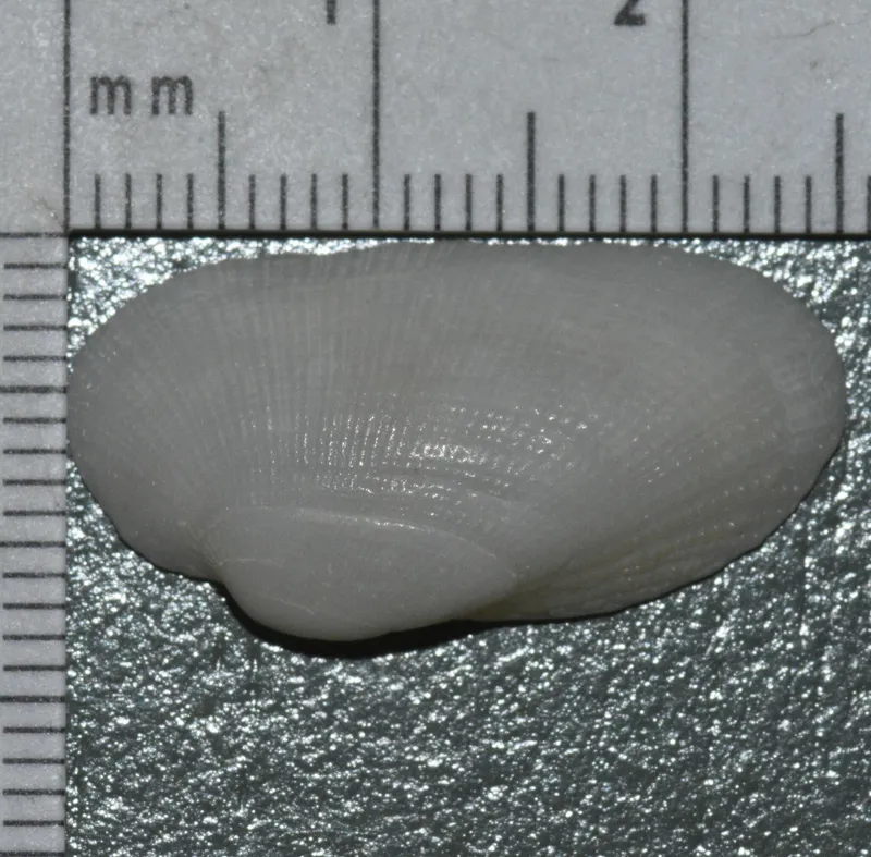 Delicate Ark (Fugleria tenera)
