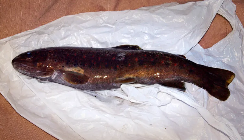 Algerian Trout (Salmo macrostigma)