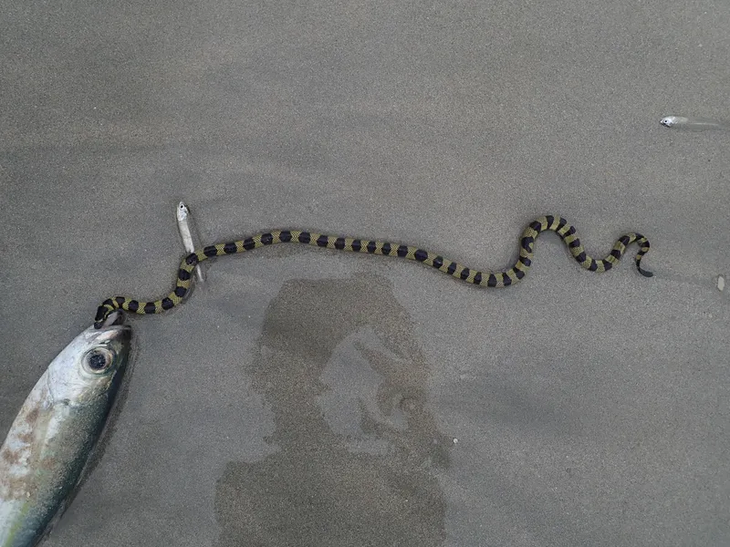 Black-Banded Sea Snake (Hydrophis cyanocinctus)