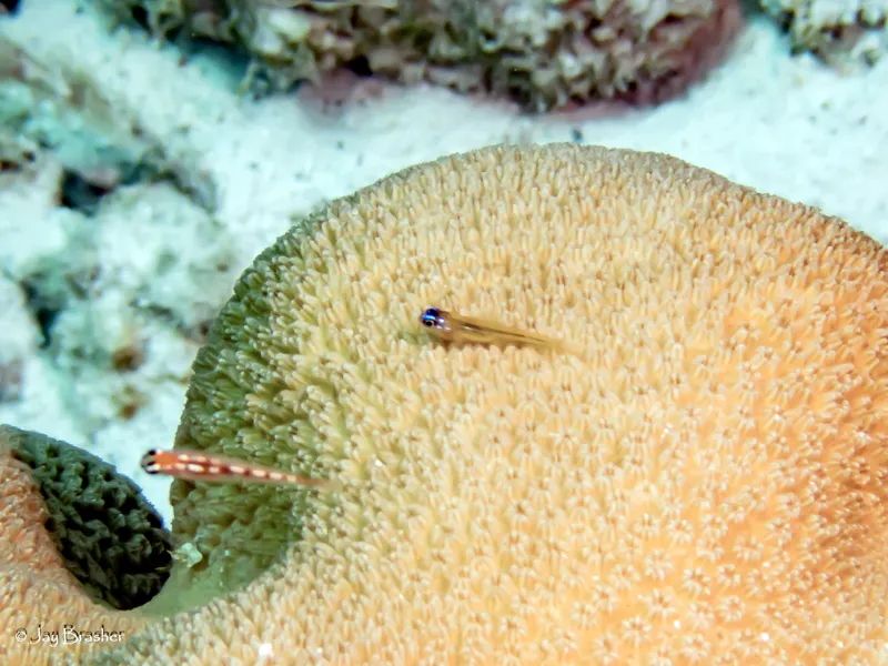 Peppermint Goby (Coryphopterus lipernes)