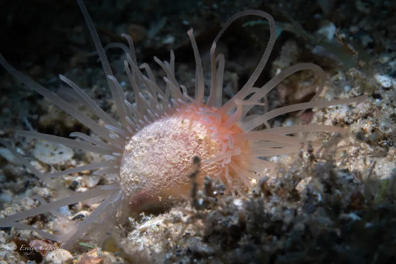 Antillean Fileclam (Limaria pellucida)