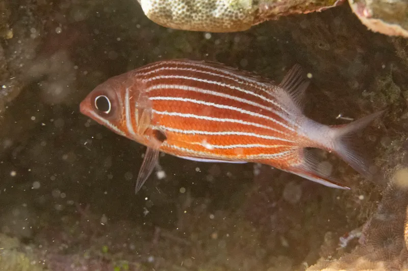 Crown Squirrelfish (Sargocentron diadema)
