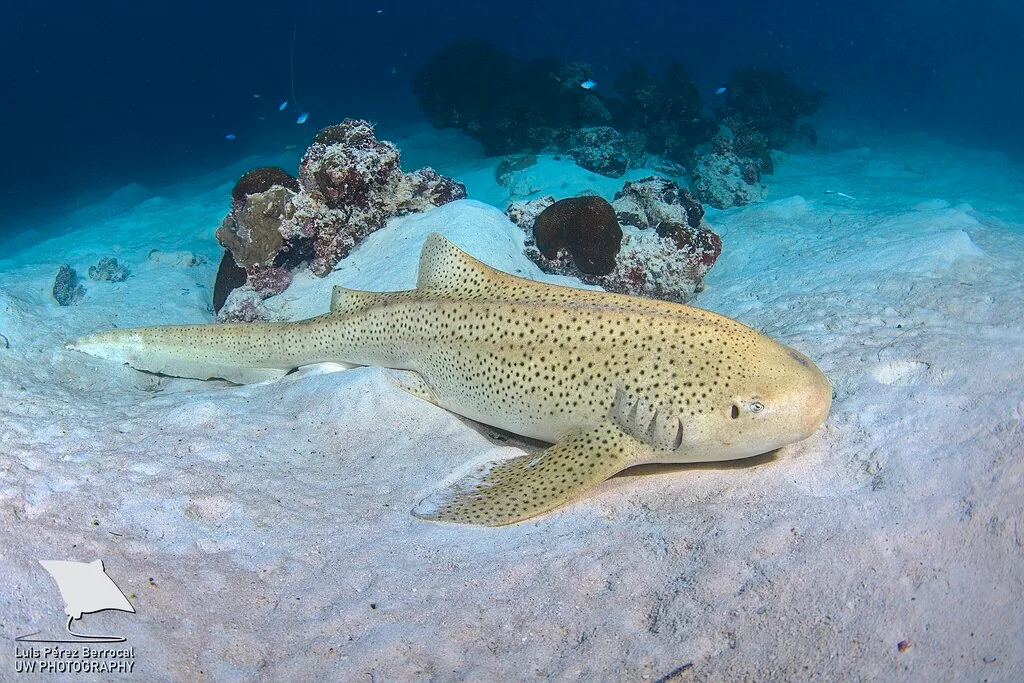 Zebra Shark (Stegostoma tigrinum)