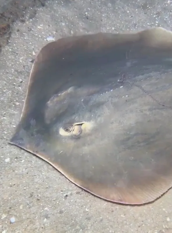 Bennett's Stingray (Hemitrygon bennettii)