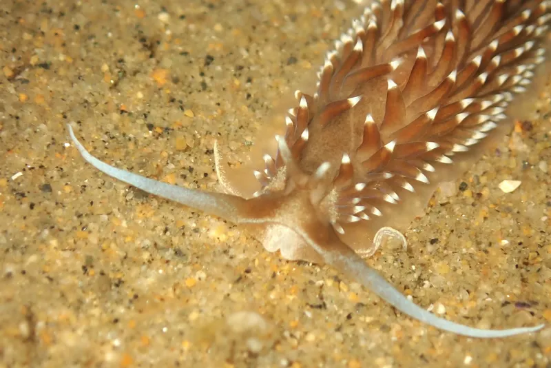 Cerberilla pungoarena