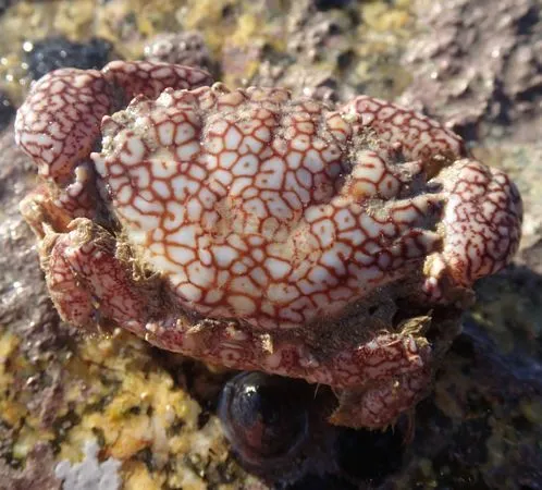 Risso's Crab (Xantho pilipes)
