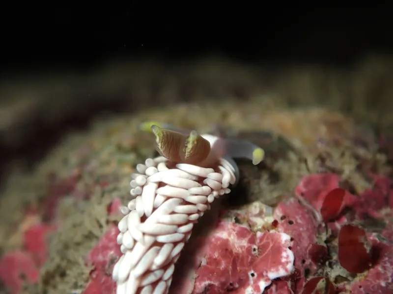 Goat Island Babakina (Babakina caprinsulensis)