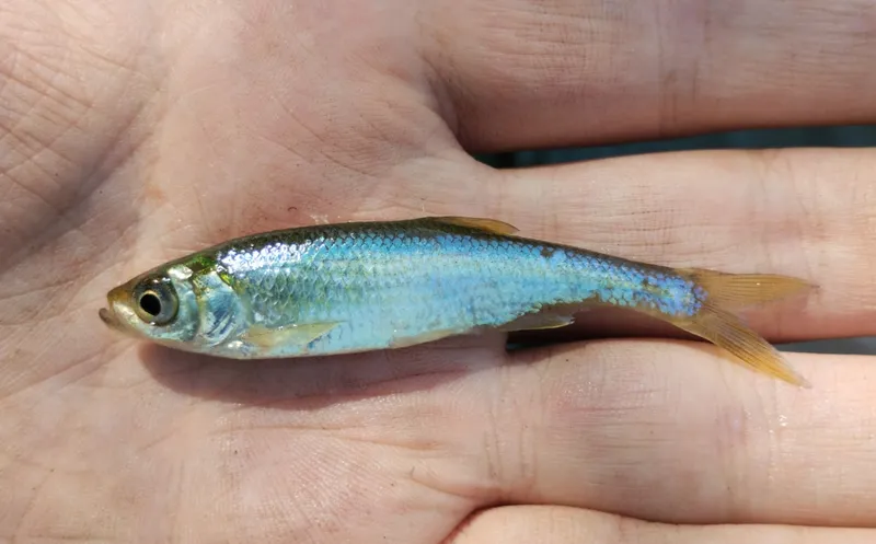 Belica (Leucaspius delineatus)