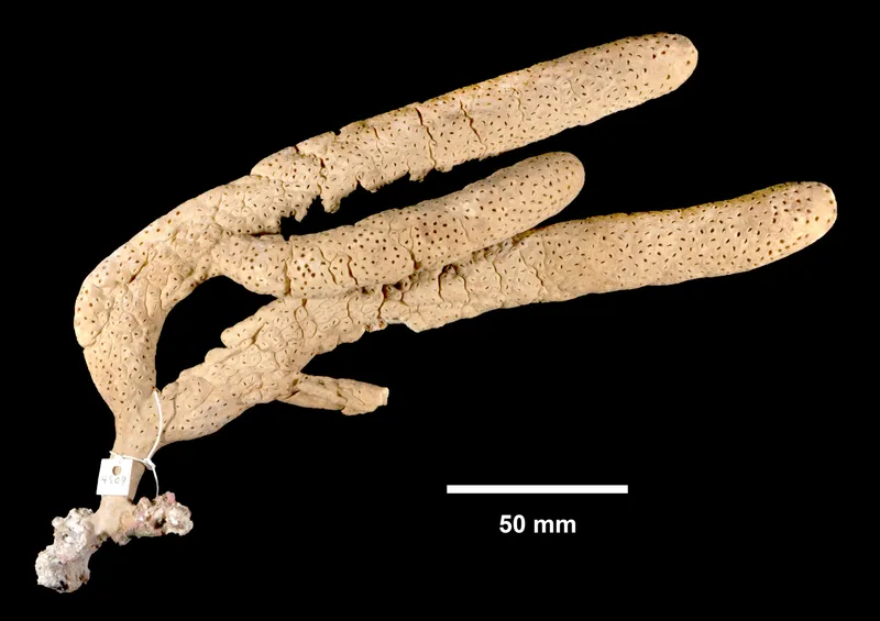 double-forked plexaurella (Plexaurella dichotoma)