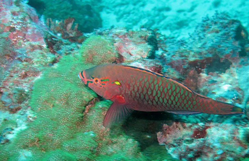 Dusky Parrotfish (Scarus niger)