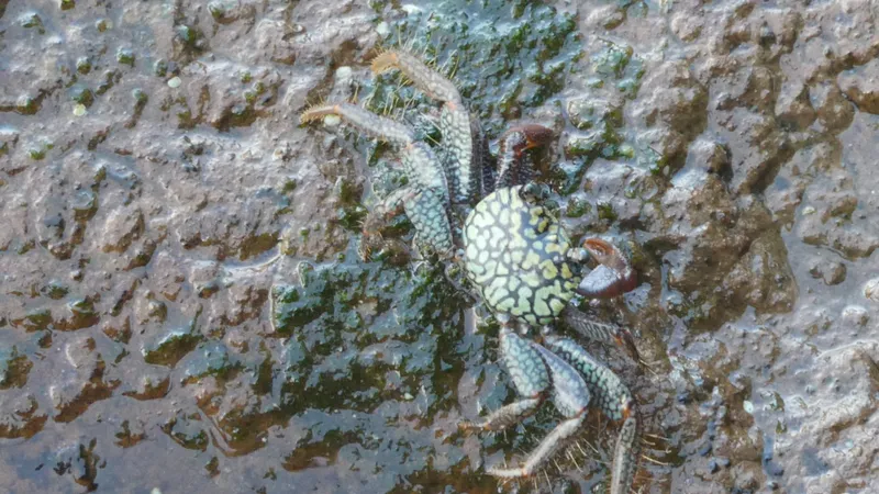 Variegate Shore Crab (Geograpsus lividus)